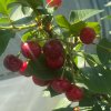 Prunus cerasus 'Campanello' - višeň sloupovitá