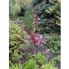 Prunus cistena kmínek - slinoň červená
