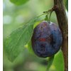 Prunus domestica 'TOPTASTE' - švestka raná