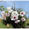Prunus fukubana (x) - okrasná třešeň