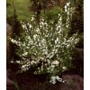 Prunus glandulosa 'Alboplena' - višeň žlaznatá
