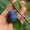 Prunus 'Imperial' - švestka sloupovitá