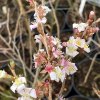 Prunus incisa 'February Red' - višen vyříznutá