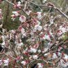 Prunus incisa 'Kojonomai' - višen vyříznutá