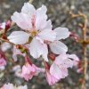 Prunus kurilensis 'Ruby' - slivoň kurilská