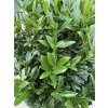 Prunus laurocerasus 'Gajo' - bobkovišeň lékařská
