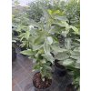 Prunus laurocerasus 'Genolia' - bobkovišeň