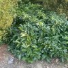 Prunus laurocerasus 'Grüner Teppich' - bobkovišeň lékařská