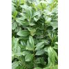 Prunus laurocerasus 'Novita' - bobkovišeň lékařská