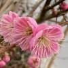 Prunus mume 'Dawn'