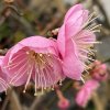 Prunus mume 'Dawn'