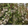 Prunus padus 'Colorata' - střemcha obecná