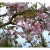 Prunus serrulata 'Kikushidaresakura' - třešeň pilovitá /sakura/
