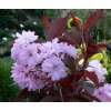 Prunus serrulata 'Royal Burgundy' - třešeň pilovitá /sakura/