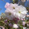 Prunus serrulata 'Takasago' - třešeň pilovitá /sakura/