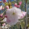 Prunus serrulata 'Takasago' - třešeň pilovitá /sakura/