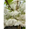 Prunus serrulata 'Takasago' - třešeň pilovitá /sakura/