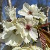 Prunus serrulata 'Ukon' - třešeň pilovitá /sakura/
