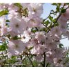 Prunus subhirtella 'Rosea' - višeň chloupkatá