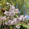 Prunus subhirtella 'Pendula Plena Rosea' - višeň chloupkatá