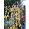 Prunus subhirtella 'Pendula Plena Rosea' - višeň chloupkatá