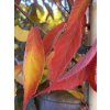 Prunus subhirtella 'Sunset Boulevard' - višeň chloupkatá