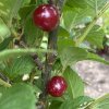 Prunus tomentosa - višeň plstnatá
