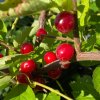 Prunus tomentosa 'Orient' - višeň plstnatá