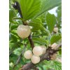 Prunus tomentosa 'Snövit' - višeň plstnatá