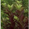 prunusvirginianaschuberM