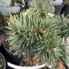 Pseudotsuga menziesii 'NDR' WB - douglaska tisolistá