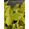 Ptelea trifoliata 'Aurea' - křídlatec trojlistý