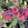 Pulmonaria SHRIMPS ON THE BARBI® - plicník