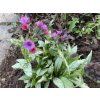 Pulmonaria 'Silver Bouquet' - plicník