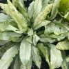 Pulmonaria 'Silver Bouquet' - plicník