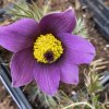Pulsatilla vulgaris 'Pinwheel Violet Blue' - koniklec