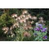 Pulsatilla vulgaris 'Pinwheel Violet Blue' - koniklec