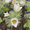Pulsatilla vulgaris 'Alba' - koniklec