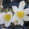 Pulsatilla vulgaris 'Alba' - koniklec