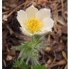 Pulsatilla vulgaris 'Alba' - koniklec
