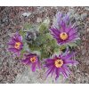 Pulsatilla vulgaris 'Prima Papagena' - koniklec obecný