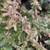 Pyracantha coccinea 'Harlequin' - hlohyně