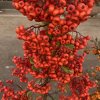 Pyracantha coccinea 'Orange Glow' - hlohyně šarlatová