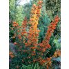 Pyracantha coccinea 'Orange Glow' - hlohyně šarlatová