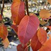 Pyrus 'Dicolor' - hrušeň raně zimní