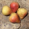 Pyrus 'Dicolor' - hrušeň raně zimní