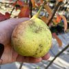 Pyrus 'Dicolor' - hrušeň raně zimní