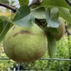 Pyrus pyrifolia 'Kiefer' - hrušeň