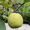 Pyrus pyrifolia SON SHU - hruška asijská