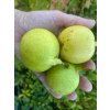 Pyrus pyrifolia 'July' - hruška asijská